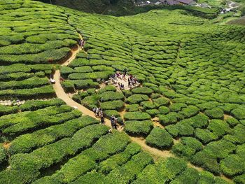 High angle view of tea field