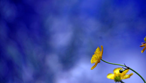 Low angle view of flowering plant against blue sky