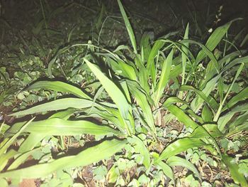 Close-up of fresh green plants