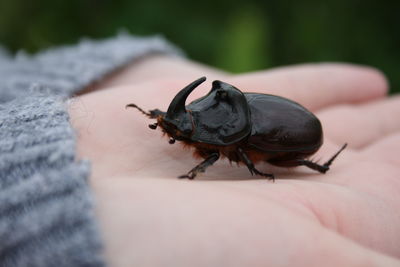 Close-up of insect on human hand