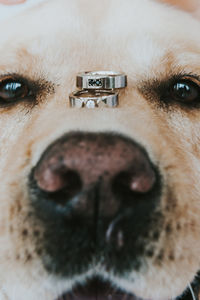 Close-up portrait of dog