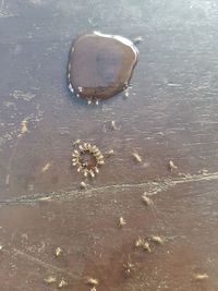 High angle view of shells on beach