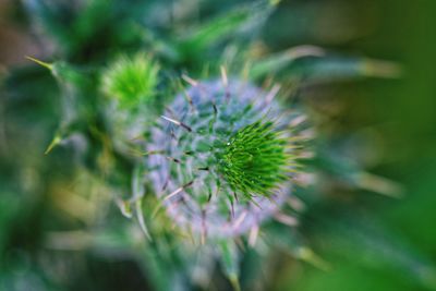 Close-up of flowering plant