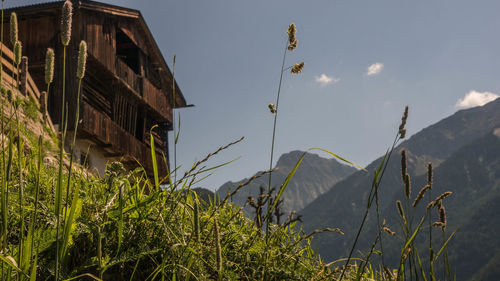 Low angle view of plants and buildings against sky