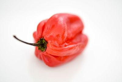 Close-up of red flower over white background