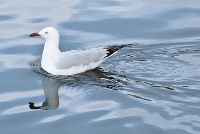 Bird flying over white background