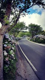 Road passing through forest