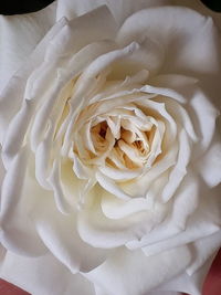 Close-up of white rose