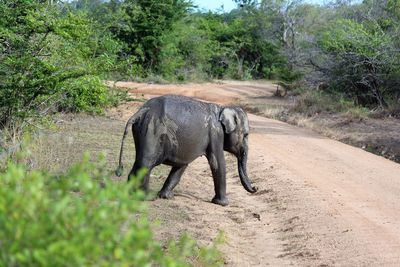 Elephant walking along trees