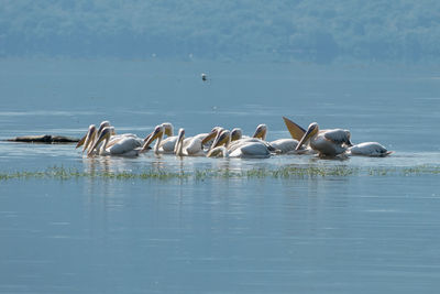 Pelicans fishing