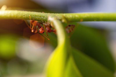 Close-up of ant on leaf