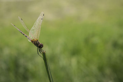 Close-up of insect