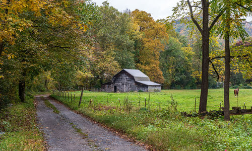 Road amidst trees and houses during autumn