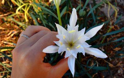 Close-up of hand holding flowering plant