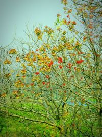 Plants growing on a tree