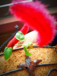 Close-up of potted plant