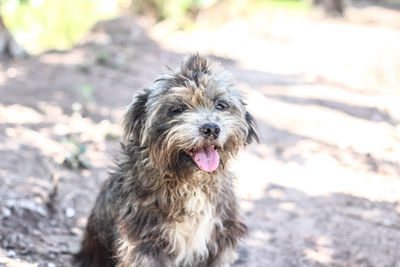 Portrait of dog sticking out tongue on land