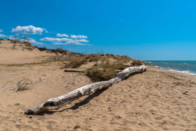 Driftwood on beach against blue sky