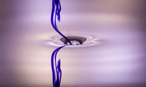 Close up of purple flower