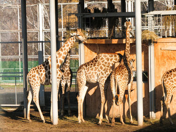 Horses in zoo