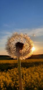 Close-up of dandelion on field against sky