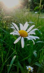 Close-up of yellow flower blooming on field