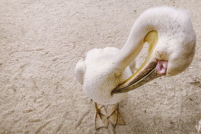 Close-up of a bird on a land