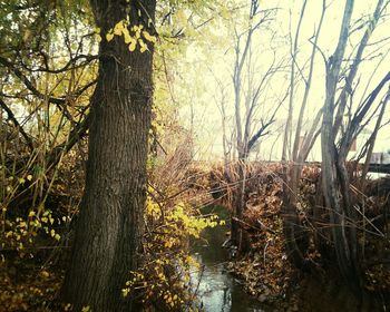 Stream passing through forest