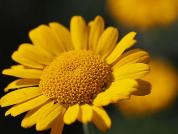 Close-up of yellow flower