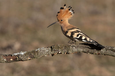 Close-up of a bird perching on branch