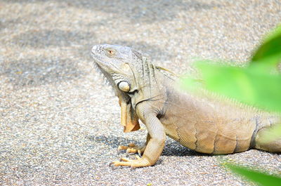 Close-up of lizard