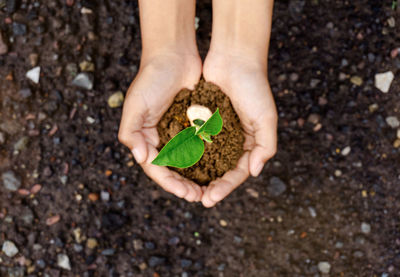 High angle view of human hand holding leaf