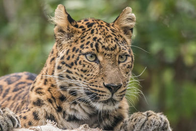 Close-up portrait of a cat looking away