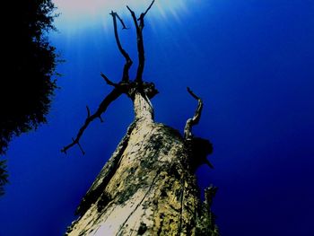 Low angle view of bare tree against blue sky