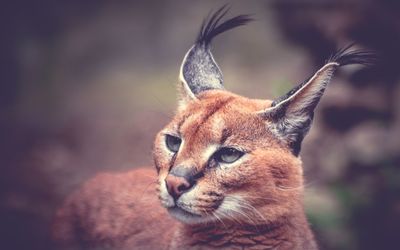 Close-up of cat