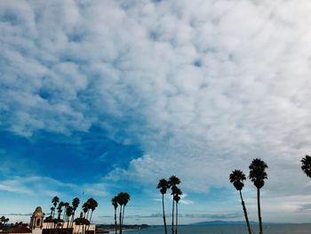 Low angle view of palm trees against cloudy sky