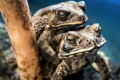 Close-up of frog