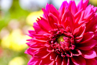 Deep pink dahlia