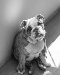 Dog standing on floor