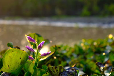 Close-up of pink flowering plant