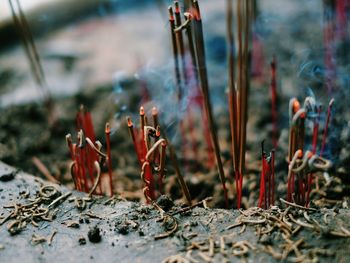 Close-up on burning incense at temple