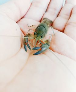 Close-up of hand holding insect