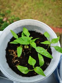 High angle view of potted plant