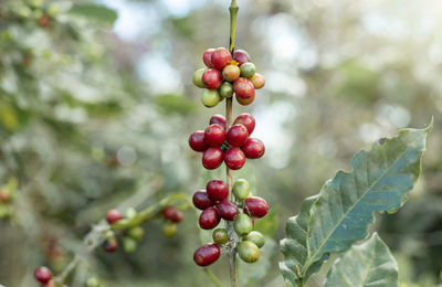 Close-up of berries growing on tree