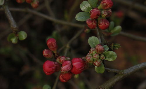 Close-up of red berries growing on tree