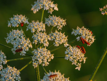 Close-up of flowering plant