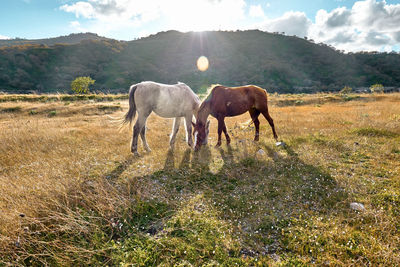 Young brown and white horses grazing grass in a pasture. two mares on meadow in mountain landscape