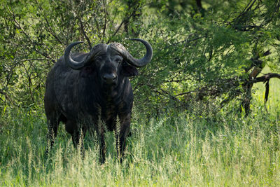 Cape buffalo by tree on grassy field