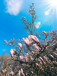 Low angle view of flowering plant against blue sky