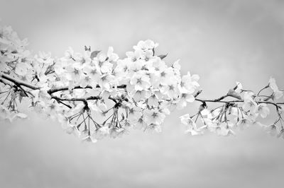 Flowers on tree branches against sky